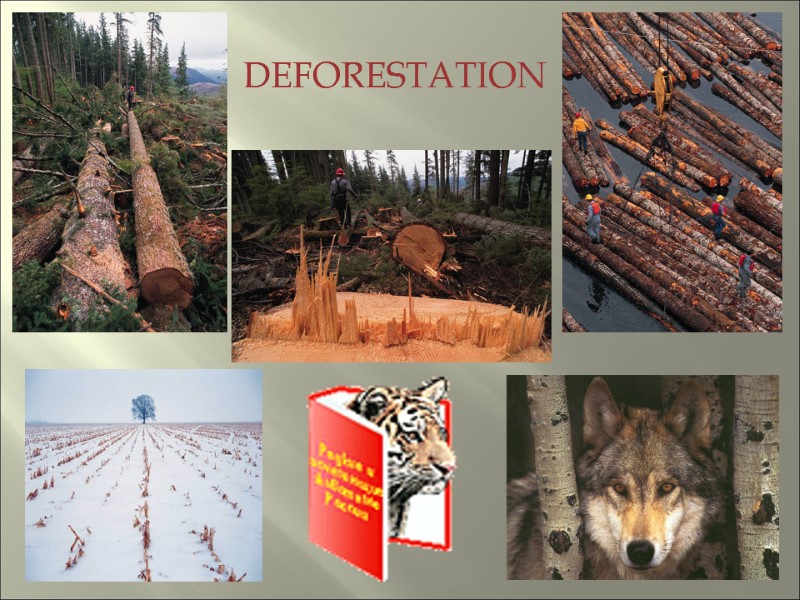 DEFORESTATION